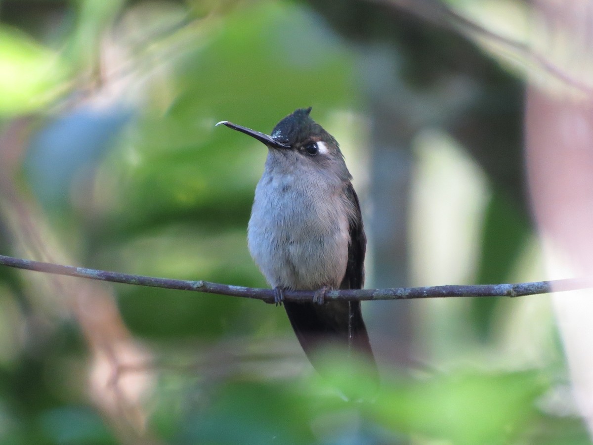 kolibřík paraguayský - ML37113641