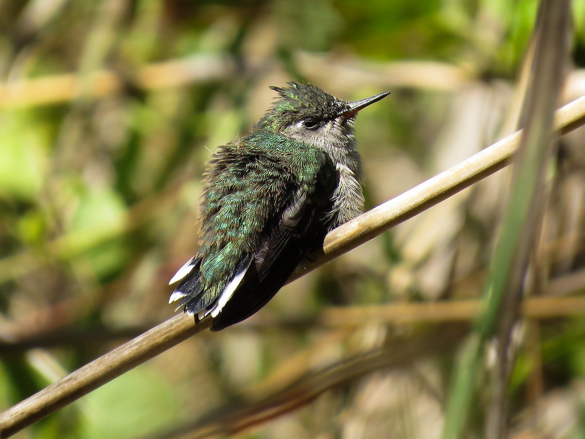 kolibřík paraguayský - ML37113661