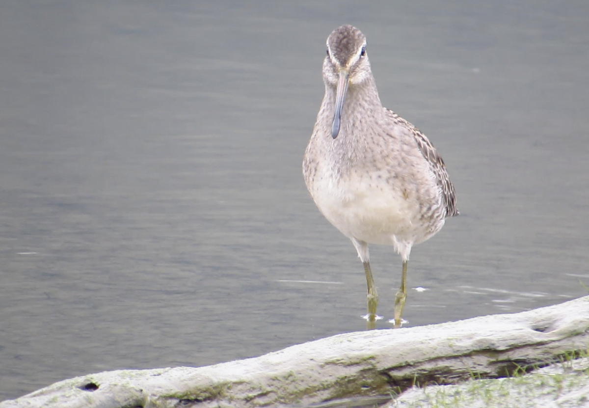 Long-billed Dowitcher - Chris Dale