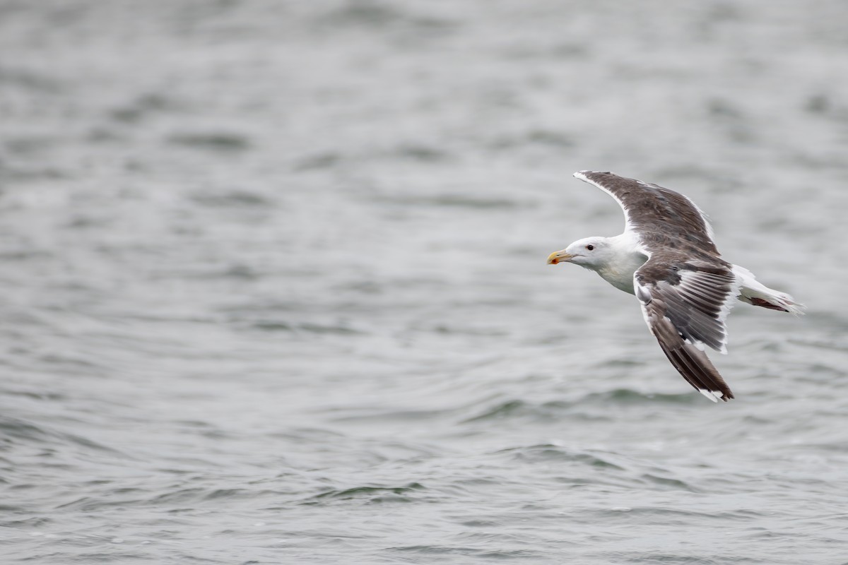 Great Black-backed Gull - ML371138261