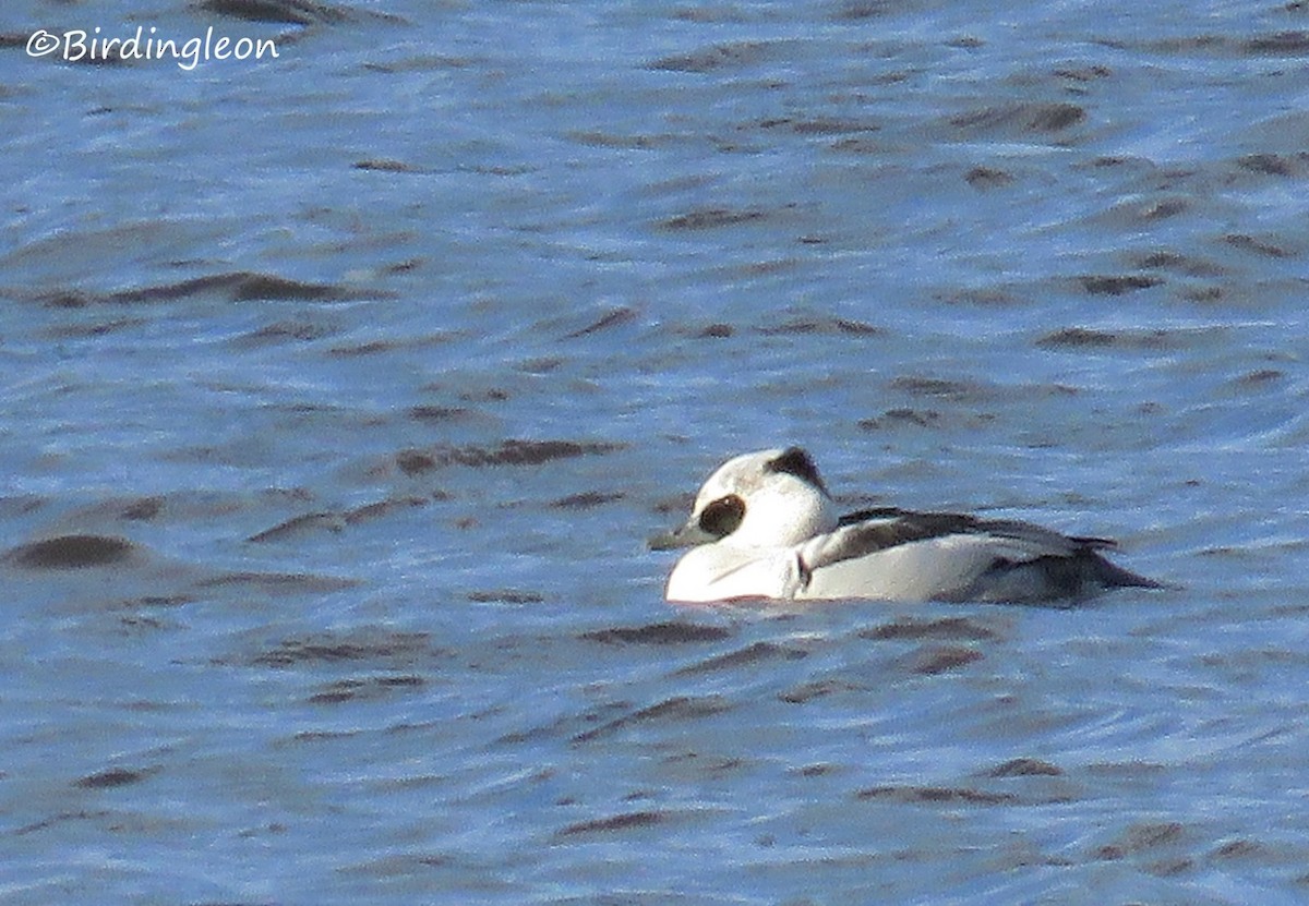 Smew - Iker Fernández Martínez