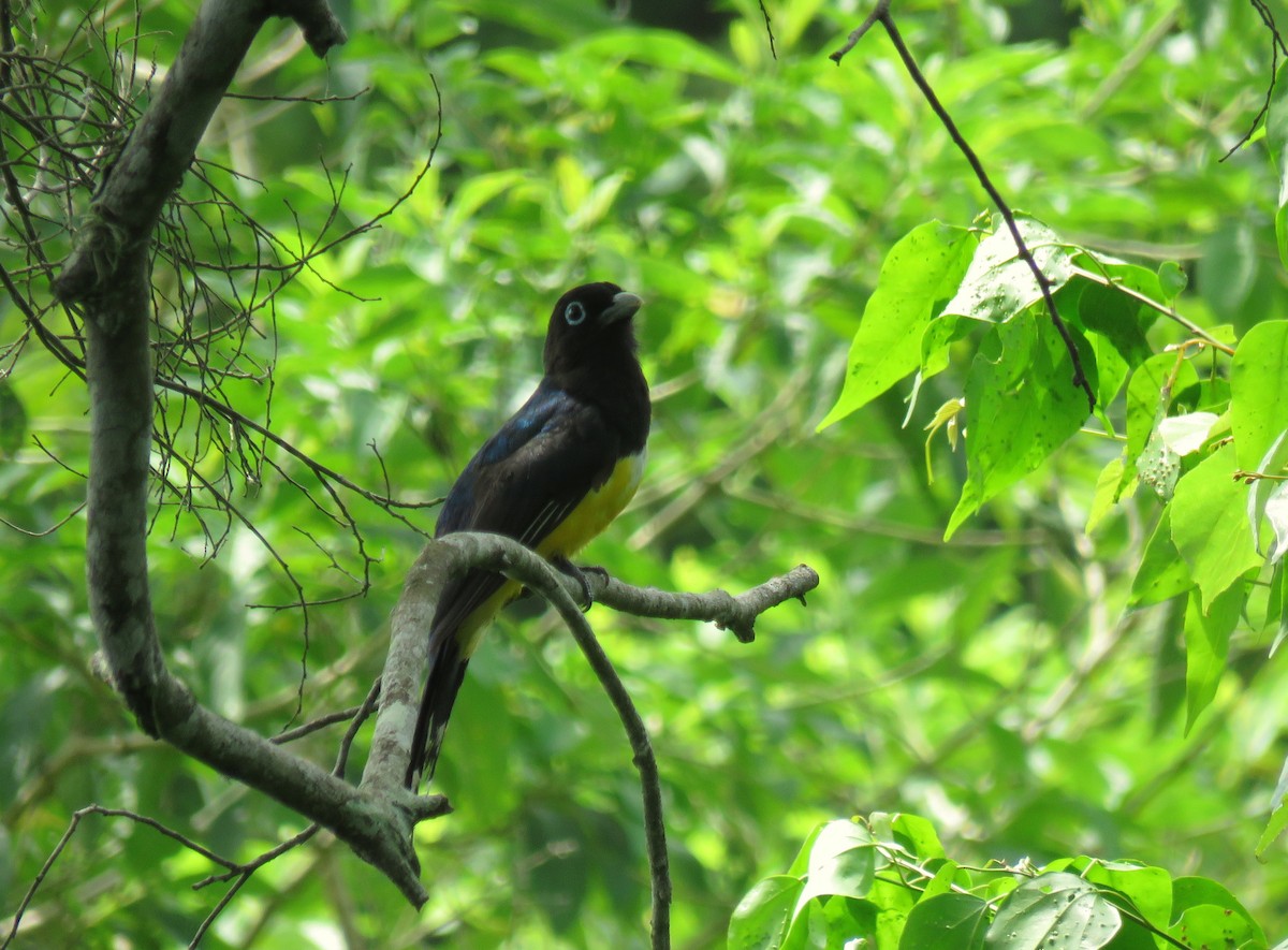 Black-headed Trogon - ML37114141