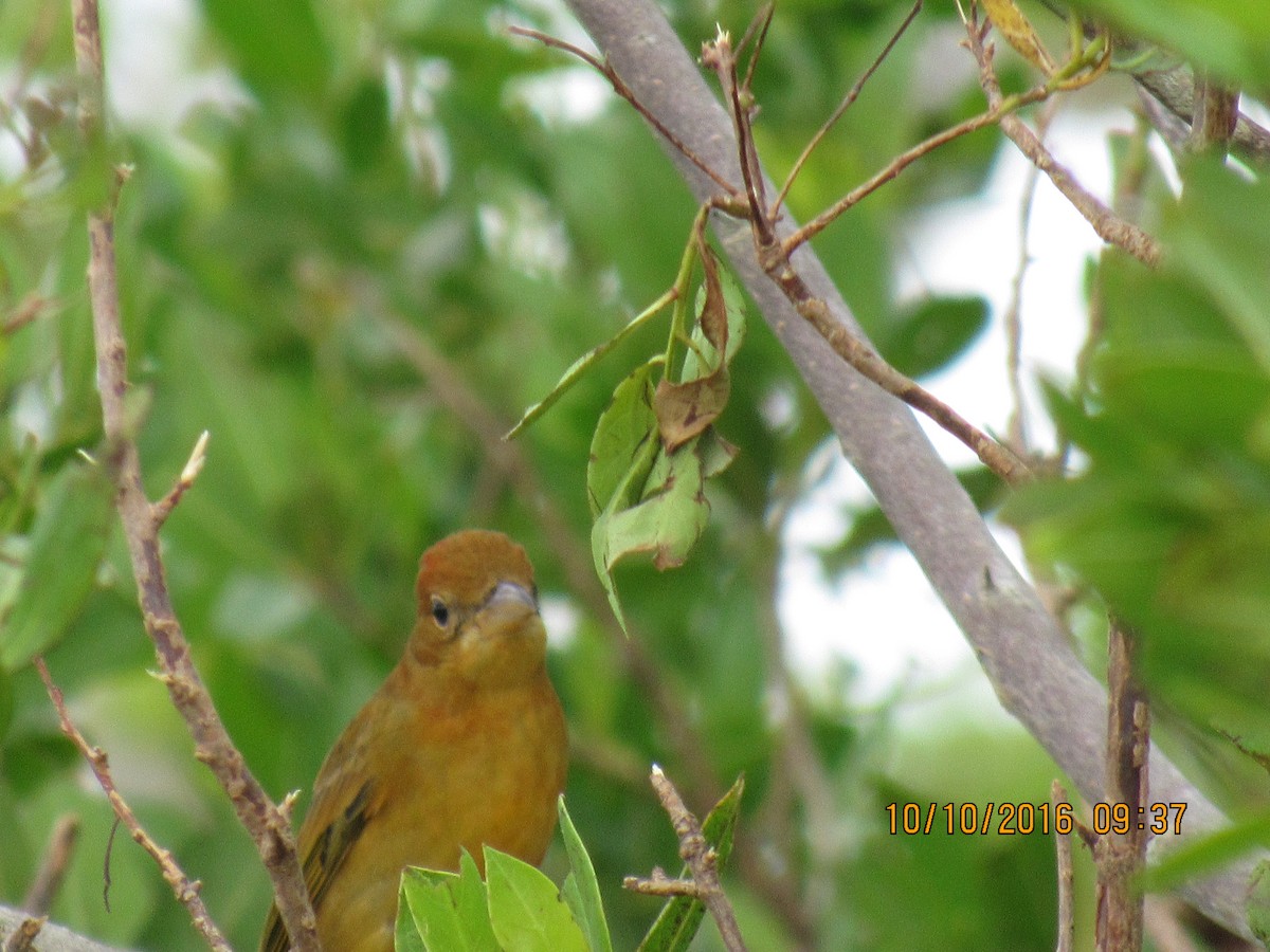 Summer Tanager - Vivian F. Moultrie