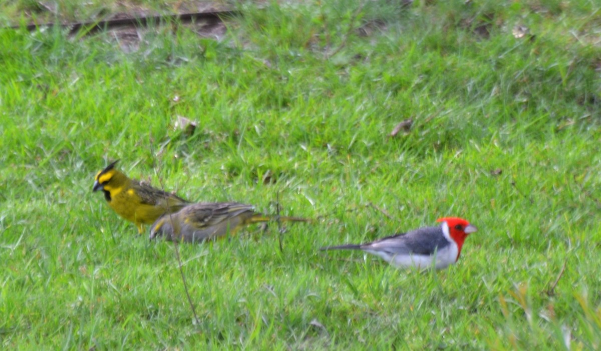 Yellow Cardinal - ML371142241