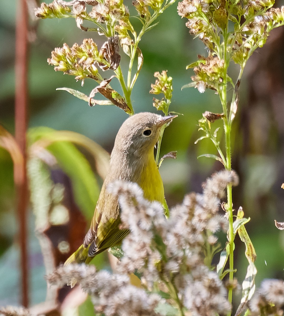 Nashville Warbler - Eric Parent