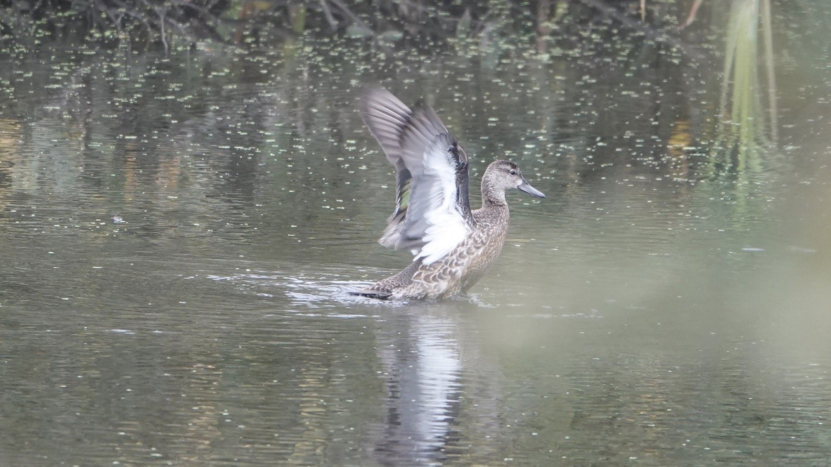 Blue-winged Teal - ML371143531