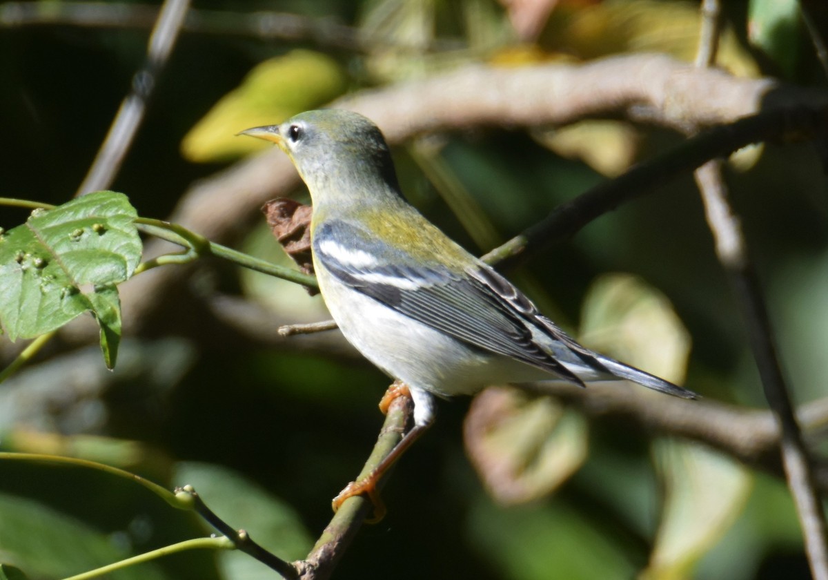 Northern Parula - Andrew Ednie