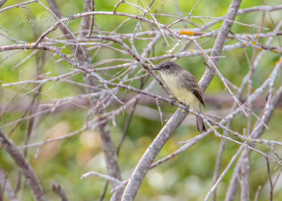 Eastern Phoebe - Rachel Justice