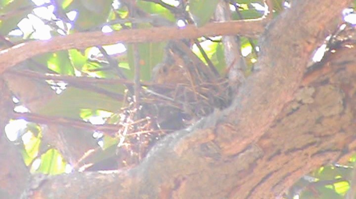 Rufous-bellied Thrush - ML371149091