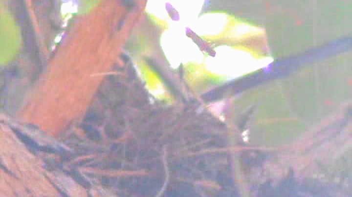 Rufous-bellied Thrush - ML371149101