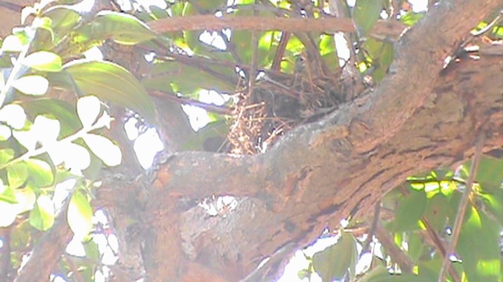 Rufous-bellied Thrush - ML371149121