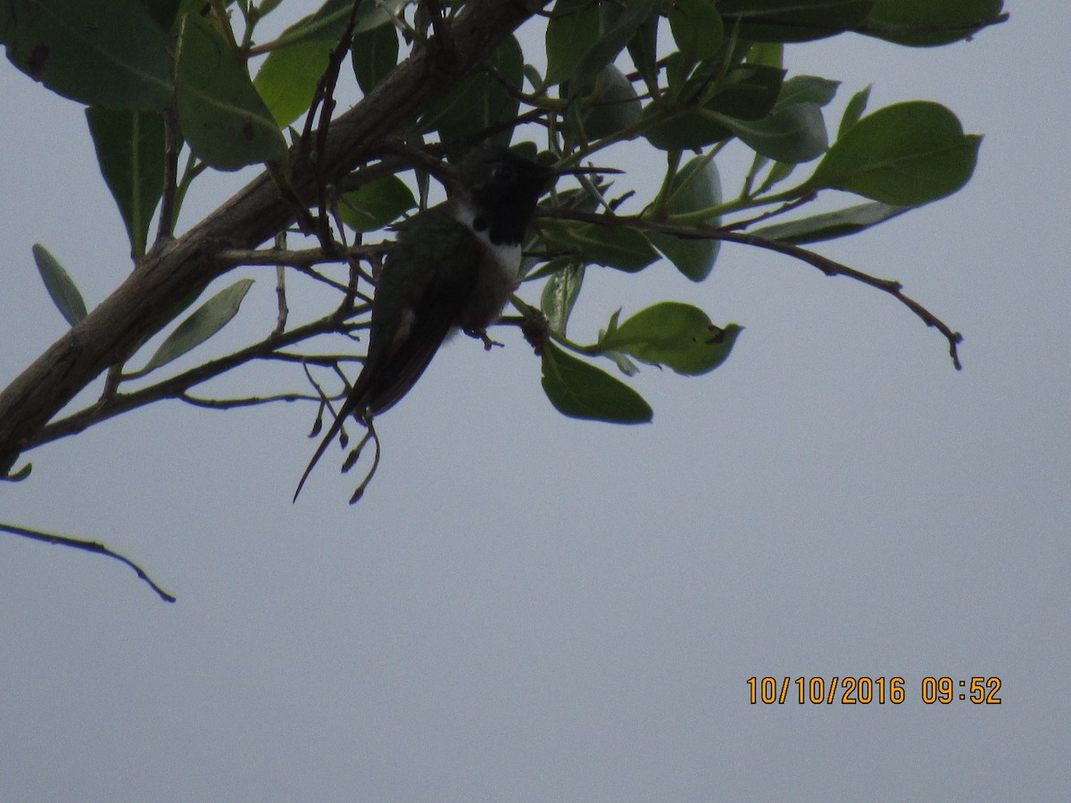 Inagua Woodstar - ML37115041