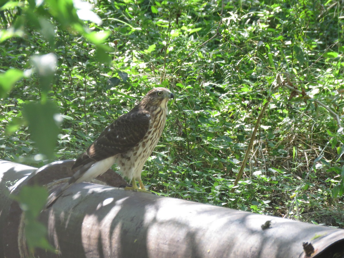 Cooper's Hawk - ML37115051