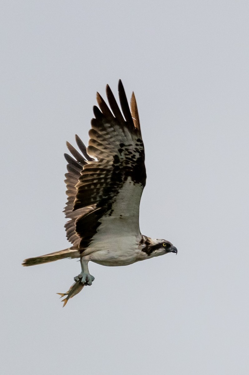 Osprey - ML371150531