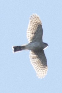 Sharp-shinned Hawk - ML37115131