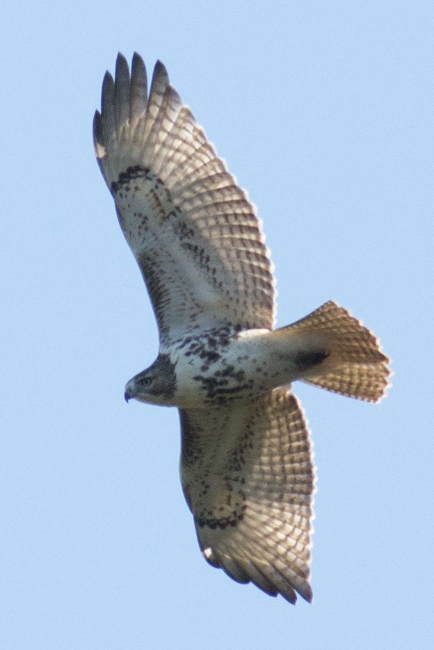 Red-tailed Hawk - David Brown