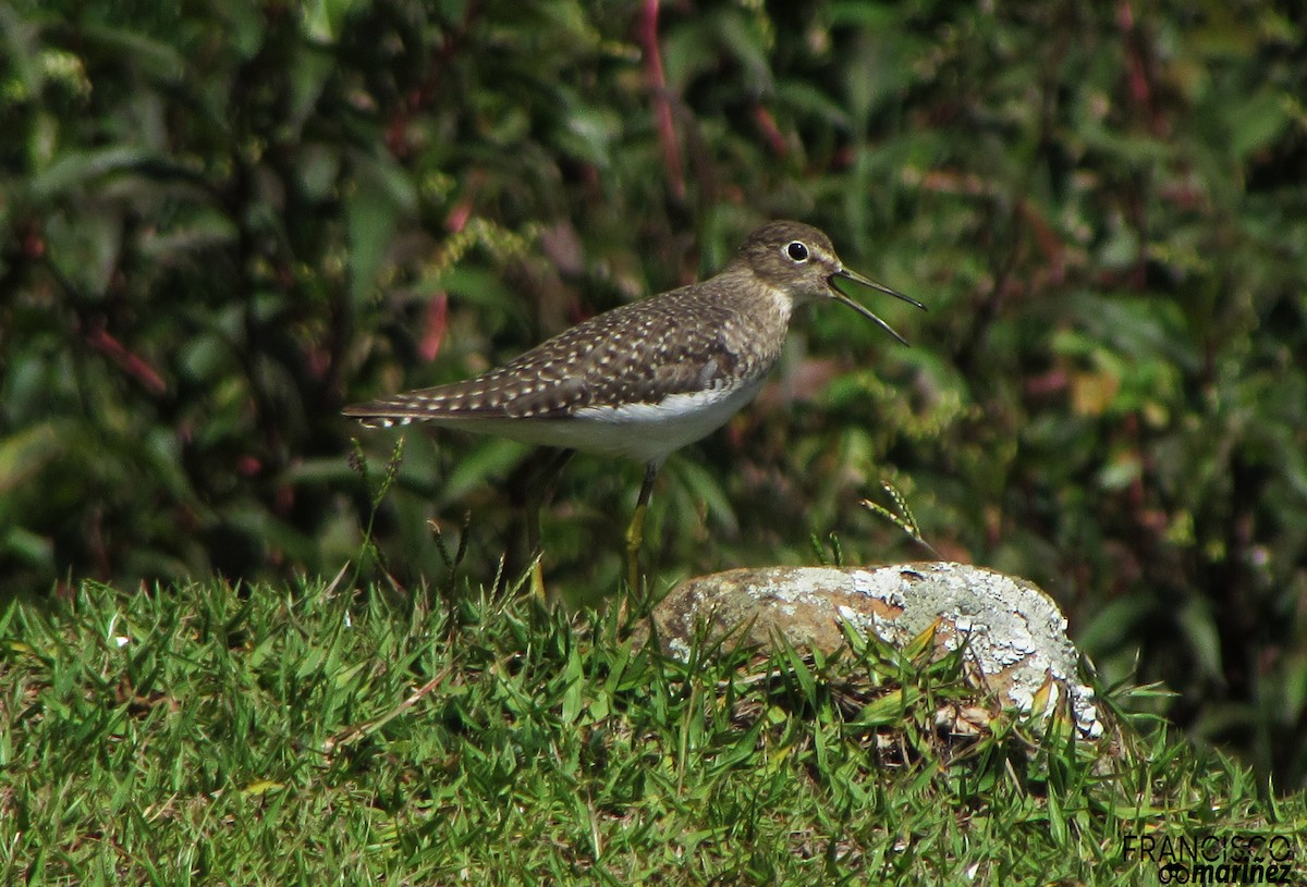 Solitary Sandpiper - ML37115161