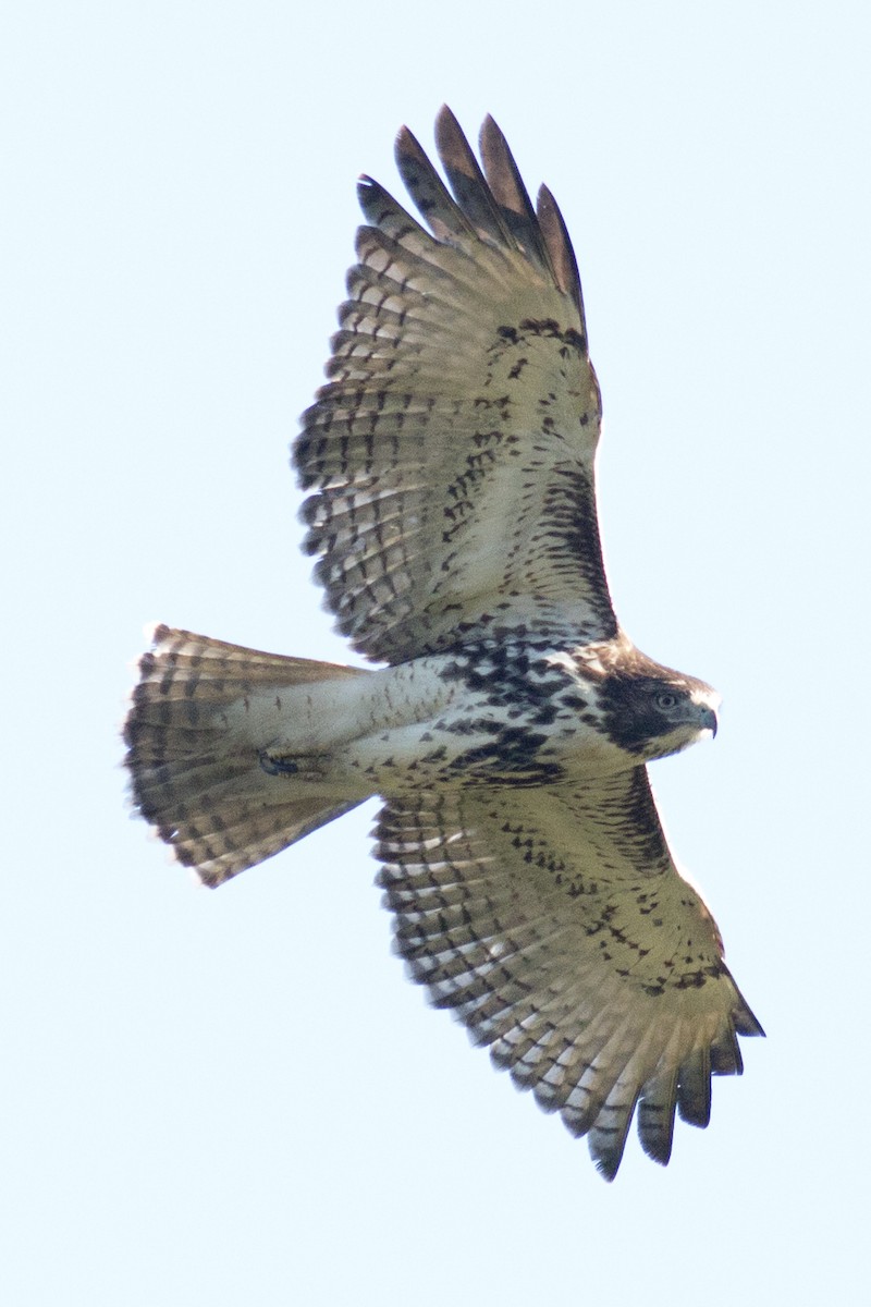 Red-tailed Hawk - David Brown