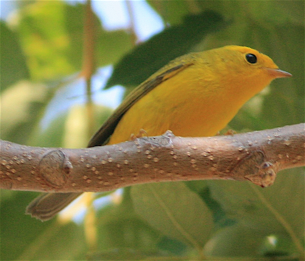 Wilson's Warbler - ML371152511