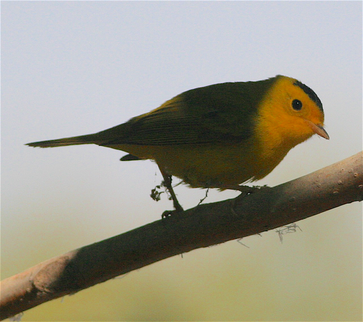 Wilson's Warbler - ML371152571