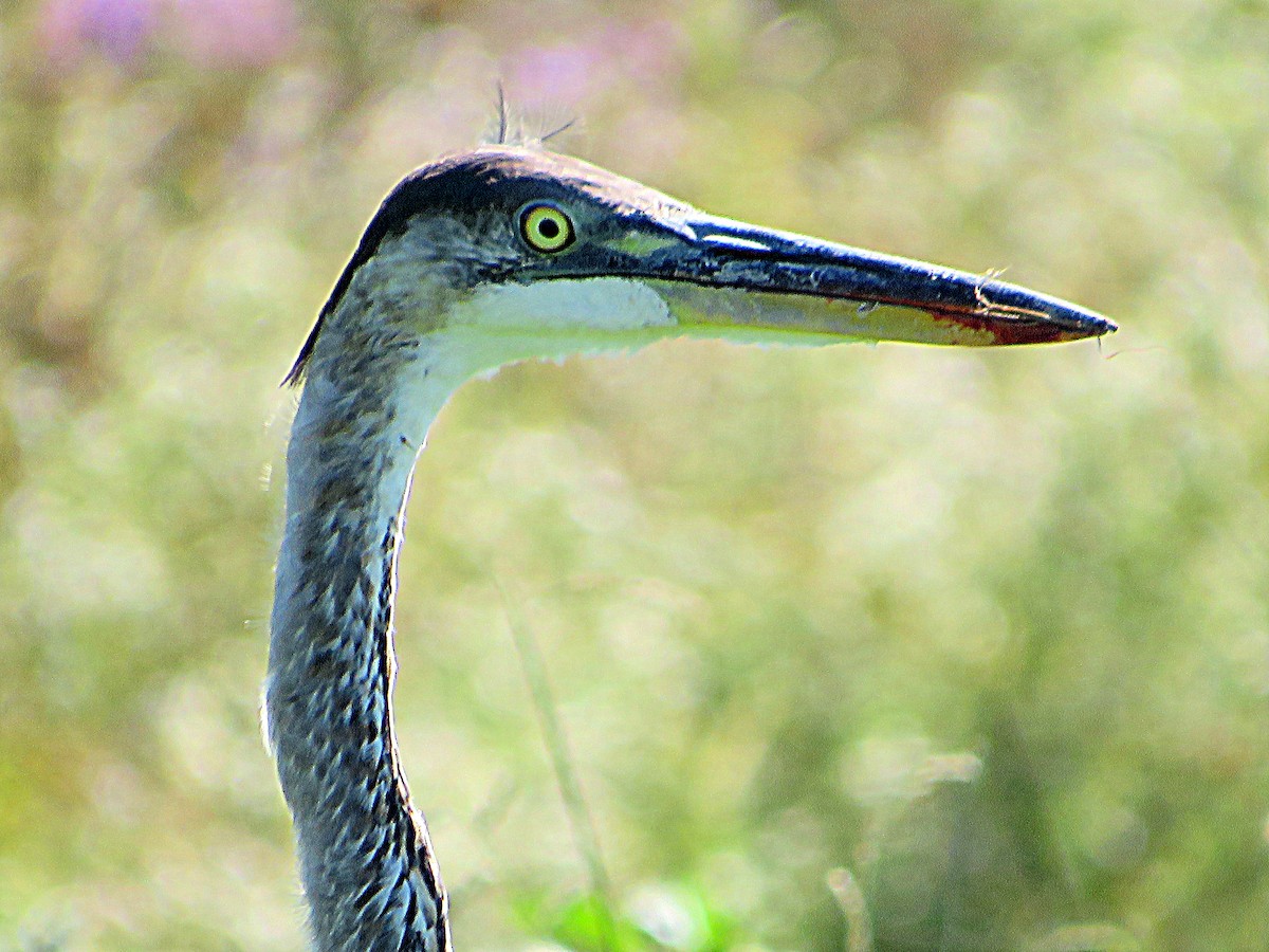 Great Blue Heron - Marianne Friers