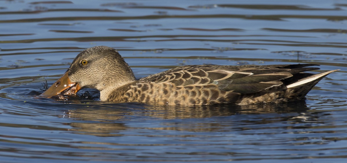 Northern Shoveler - ML371155431