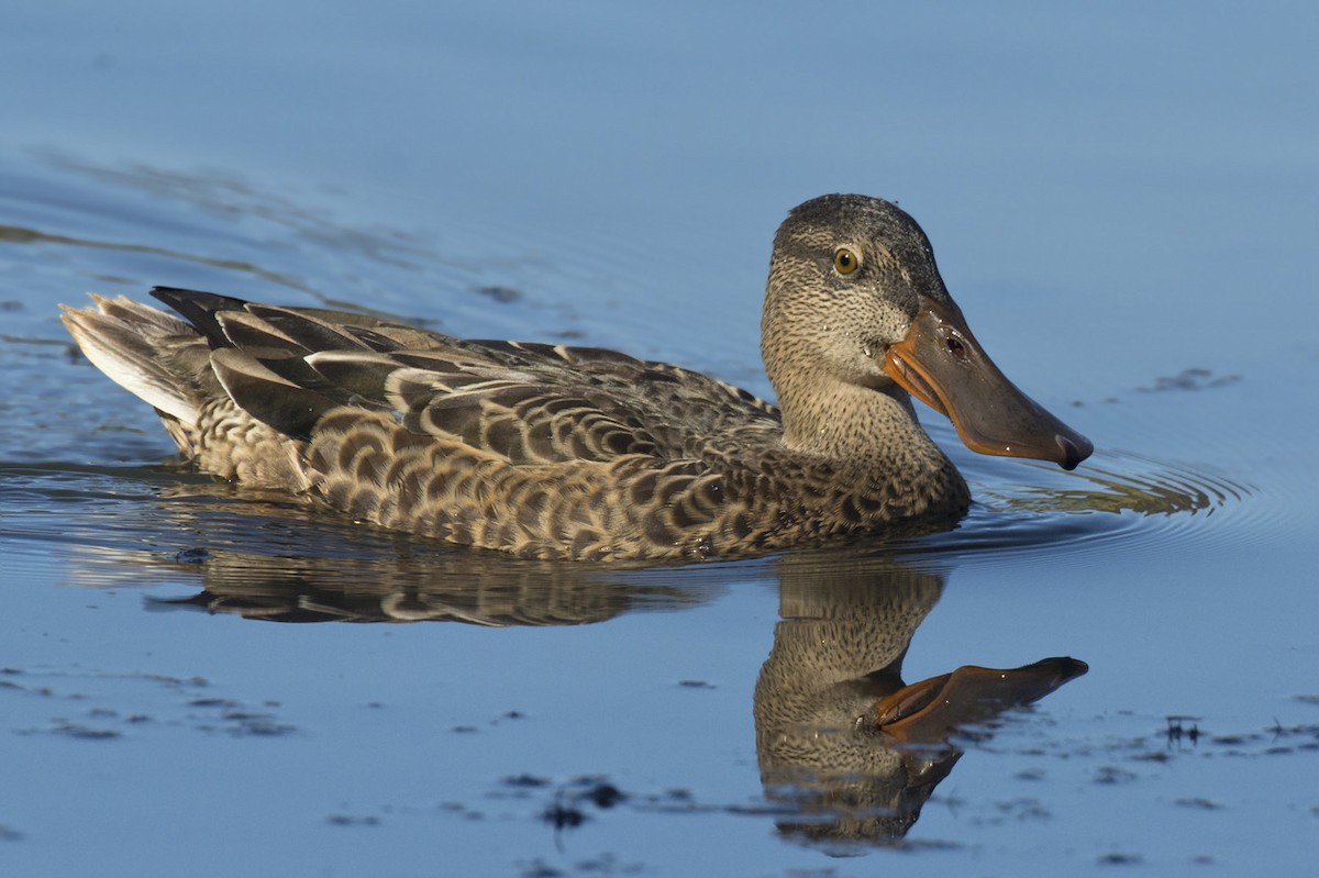 Northern Shoveler - ML371155441