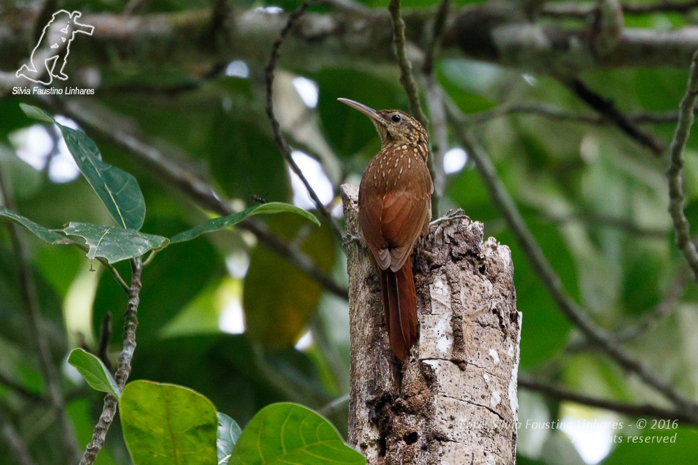 Ceara Woodcreeper - Silvia F🪶 Linhares