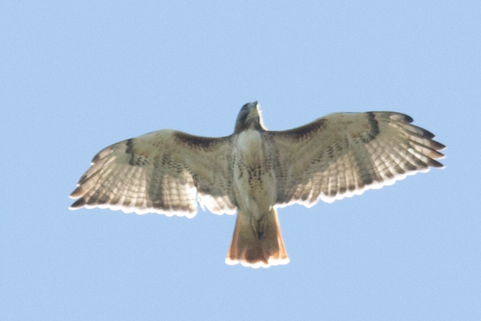 Red-tailed Hawk - ML37115731