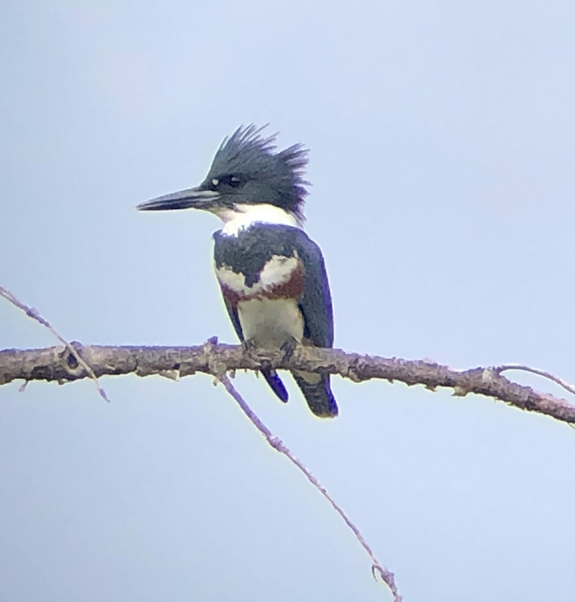 Belted Kingfisher - ML371157961