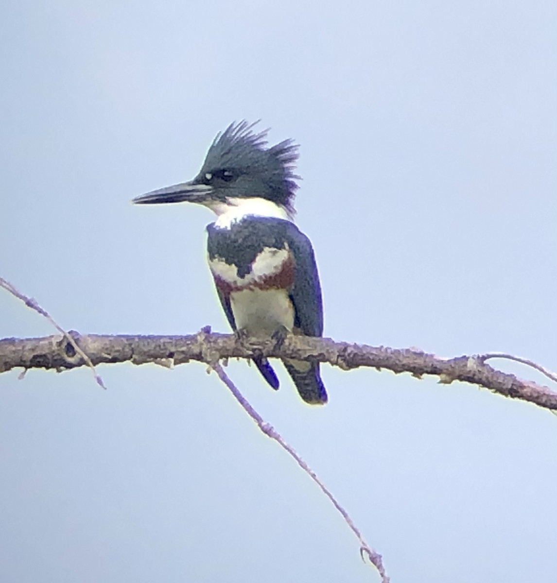 Martin-pêcheur d'Amérique - ML371157961