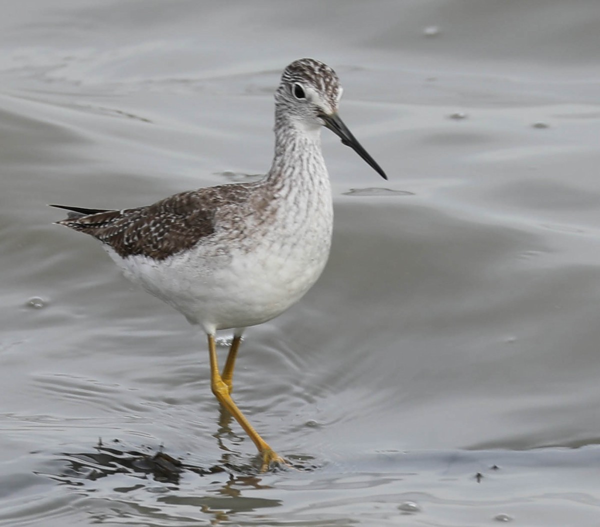 Greater Yellowlegs - ML371158931