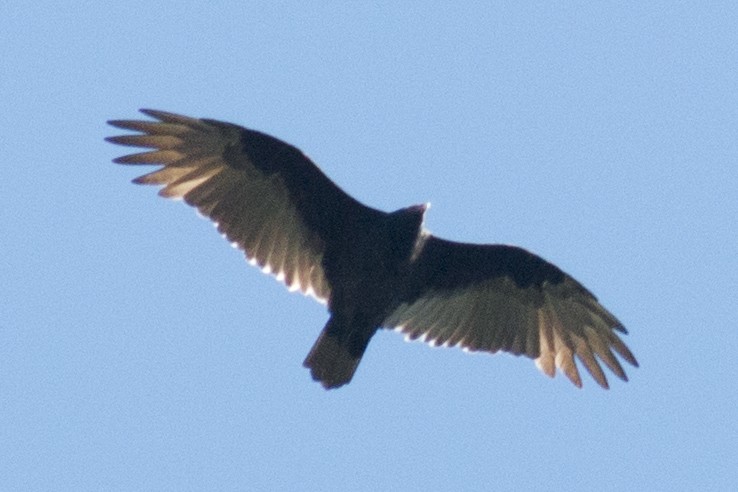 Turkey Vulture - ML37115931