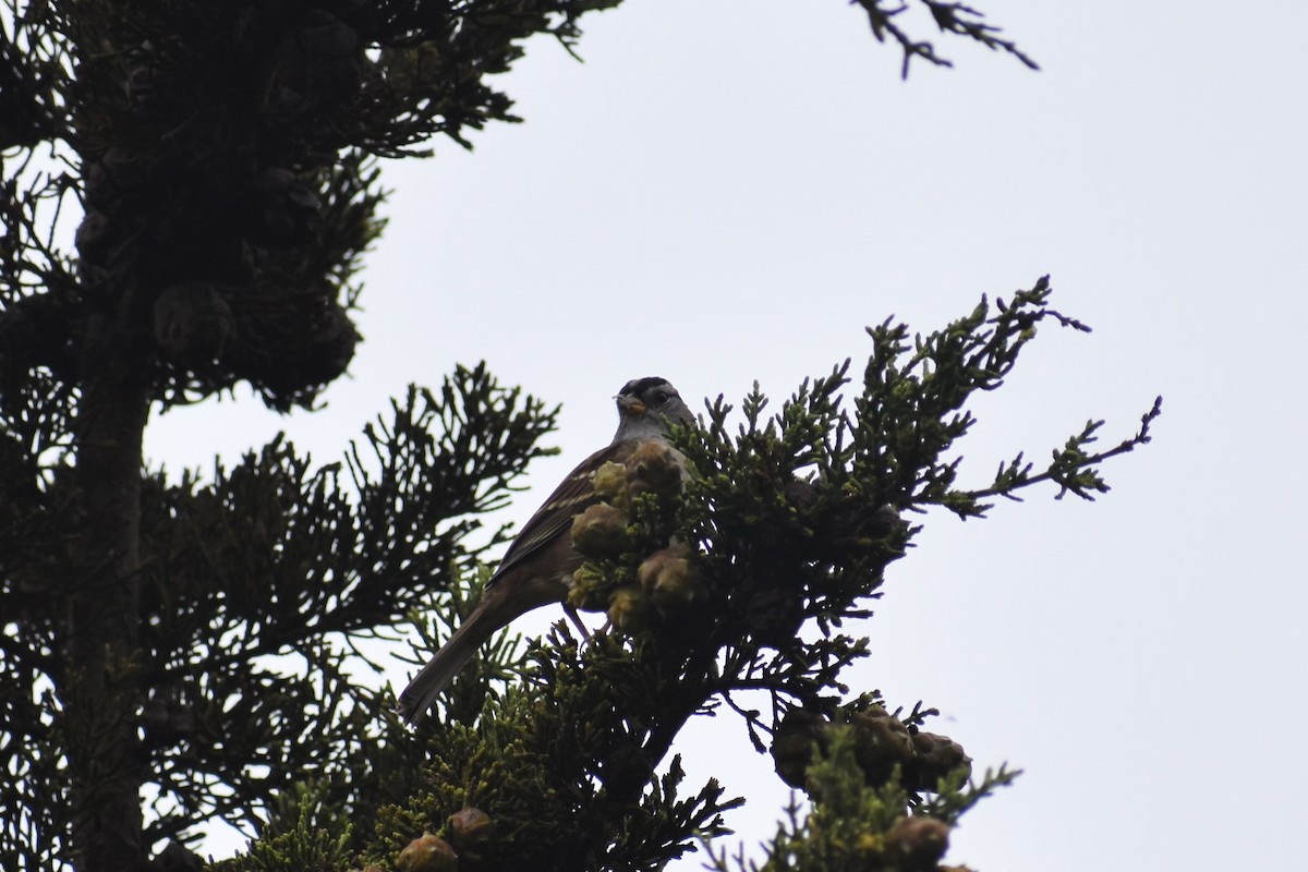 White-crowned Sparrow - ML371161891