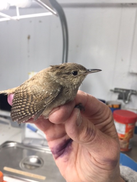 Northern House Wren - ML37116221