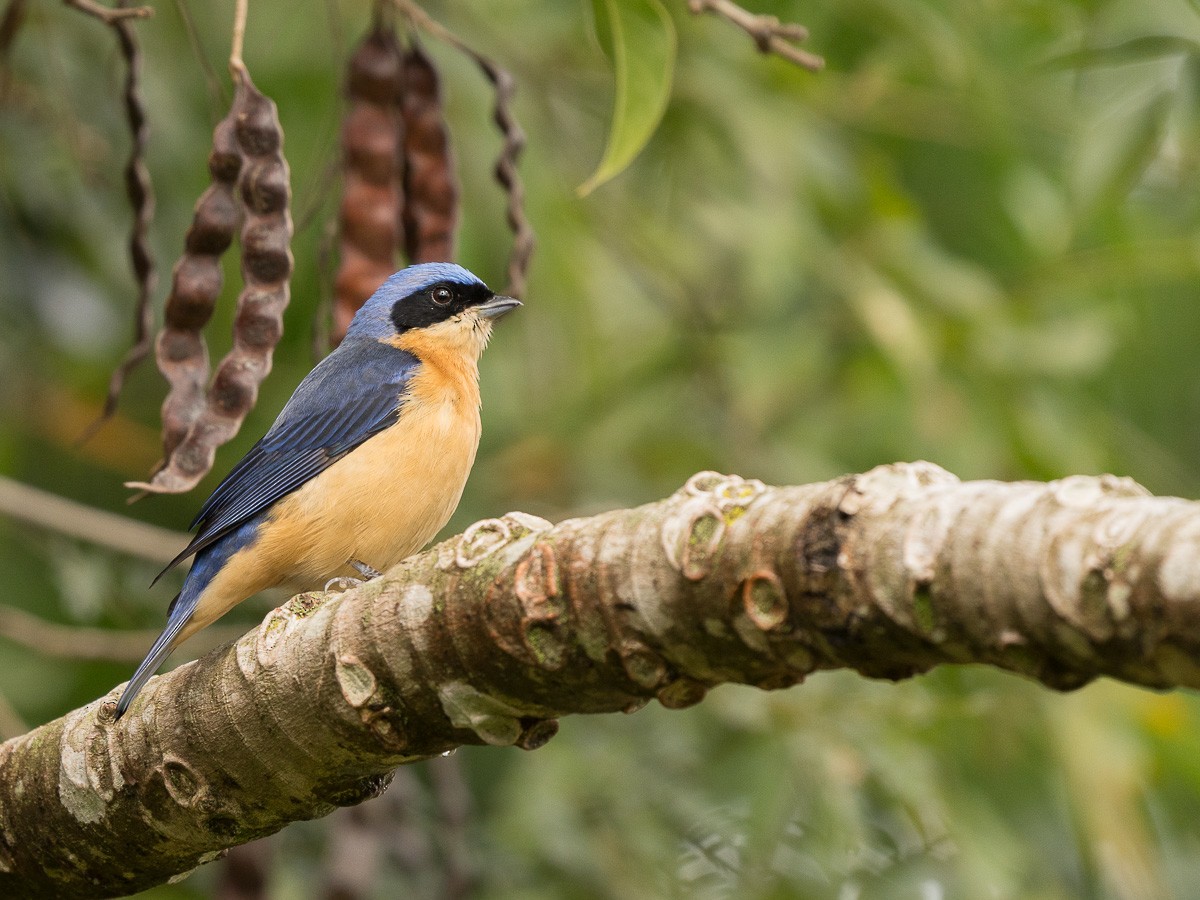 Fawn-breasted Tanager - Jorge Claudio Schlemmer