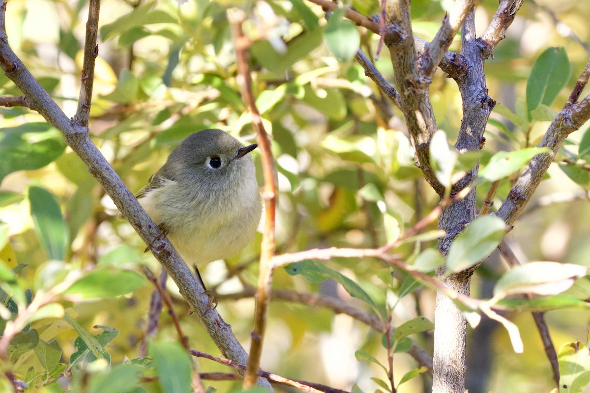 Ruby-crowned Kinglet - ML371165541