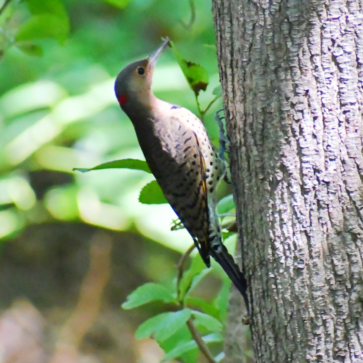Northern Flicker - ML371166031