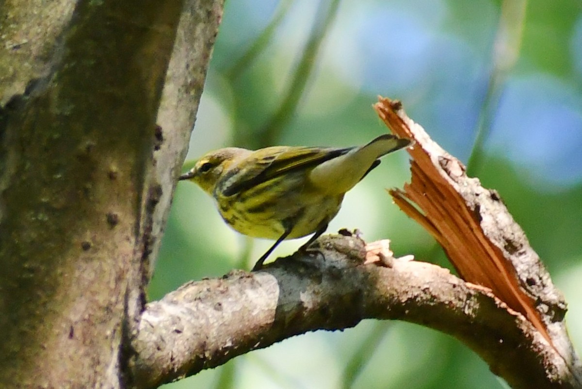 Cape May Warbler - ML371166071