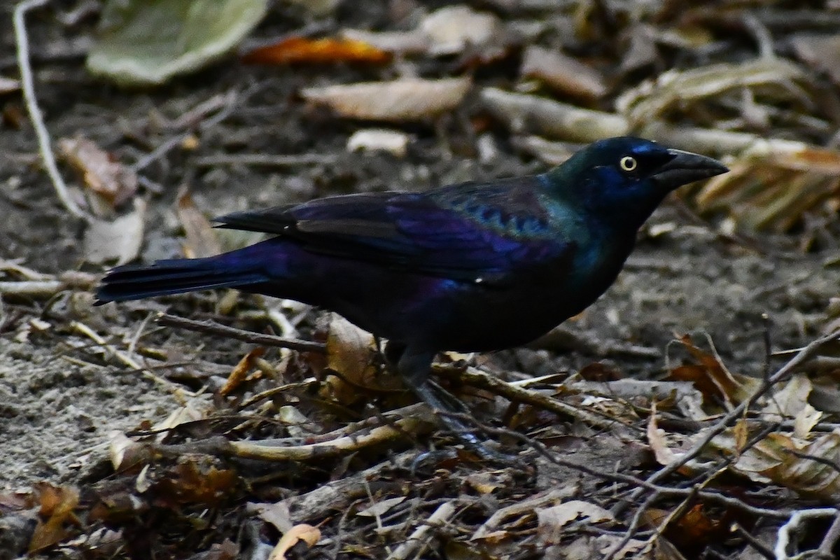 Common Grackle - ML371166211