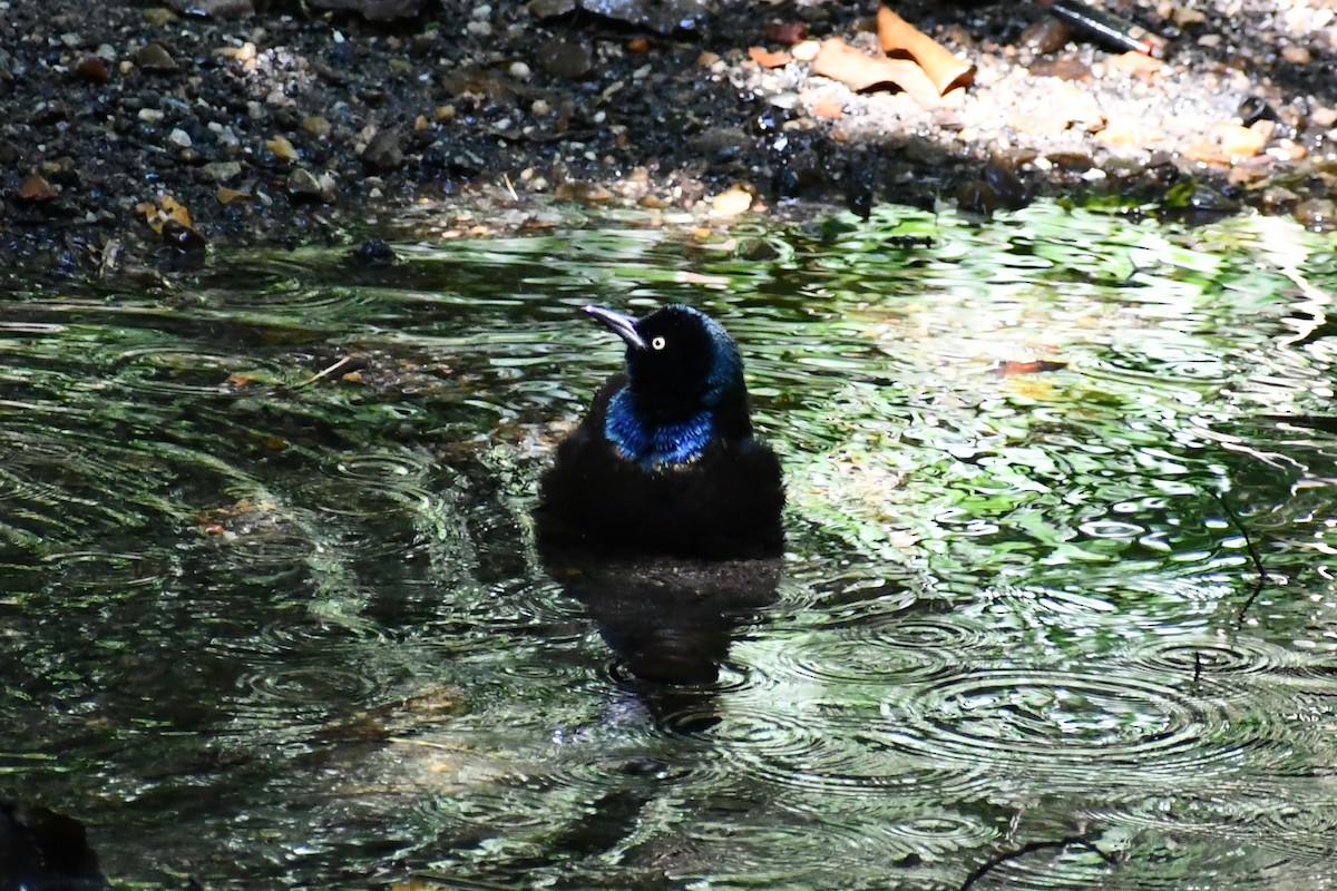 Common Grackle - ML371166261