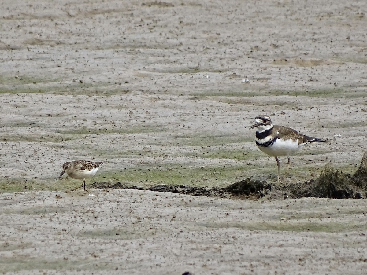 Least Sandpiper - ML371167381