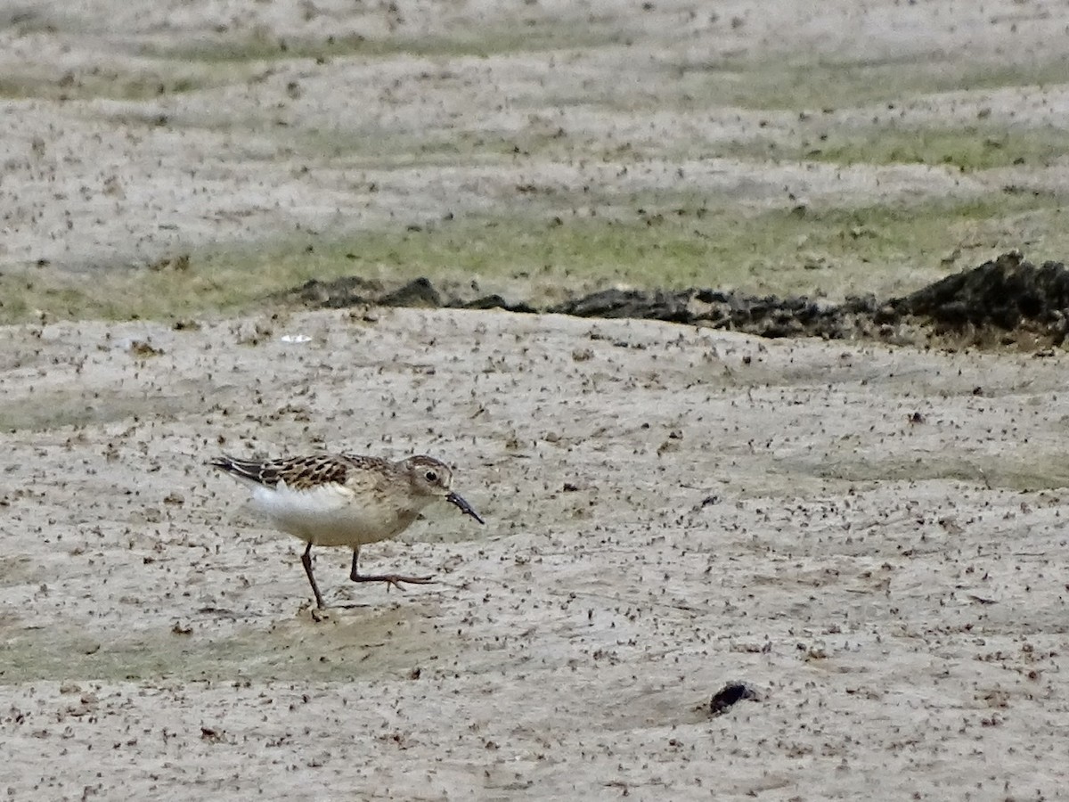 Least Sandpiper - Fleeta Chauvigne