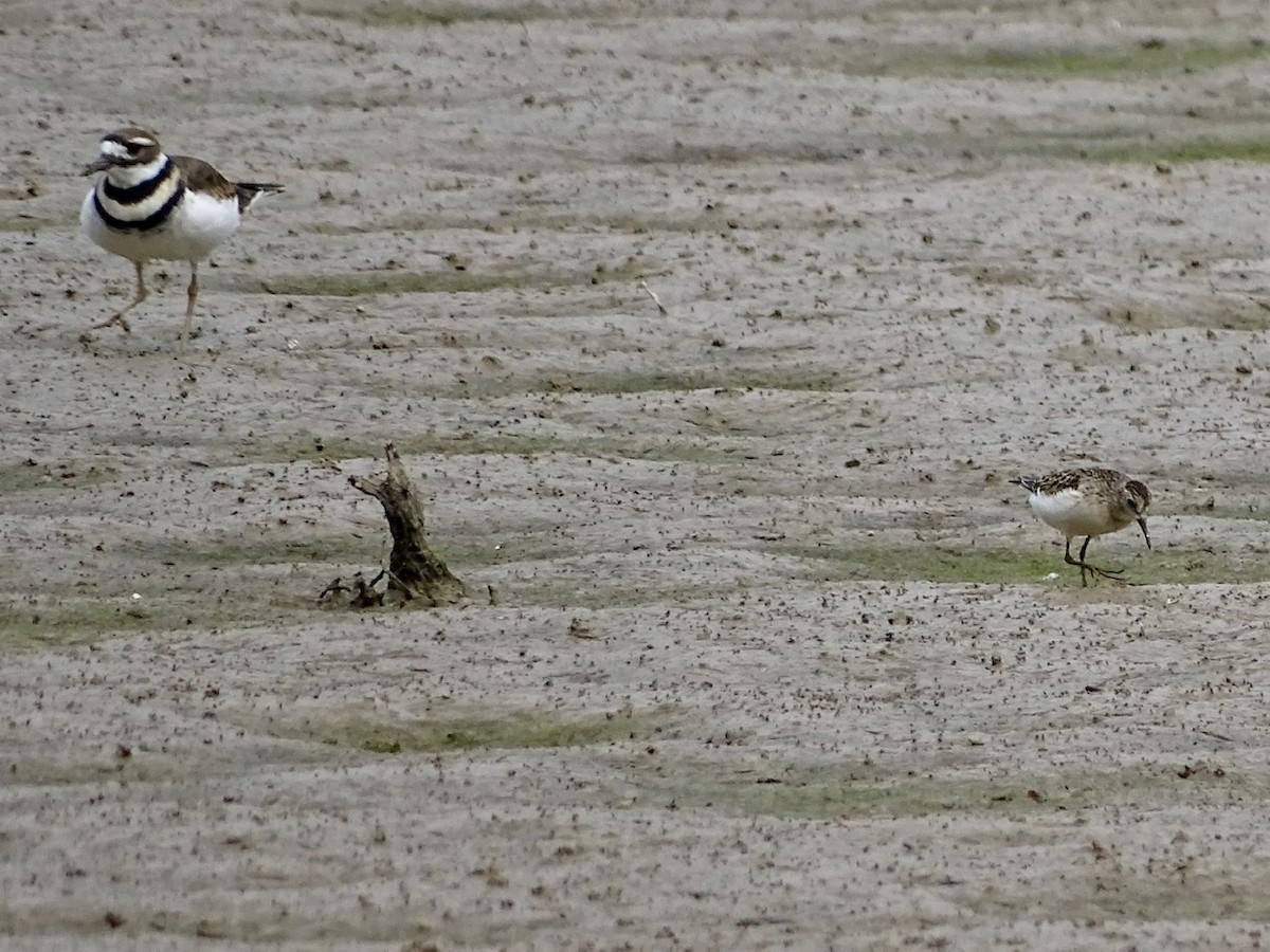Least Sandpiper - ML371167591
