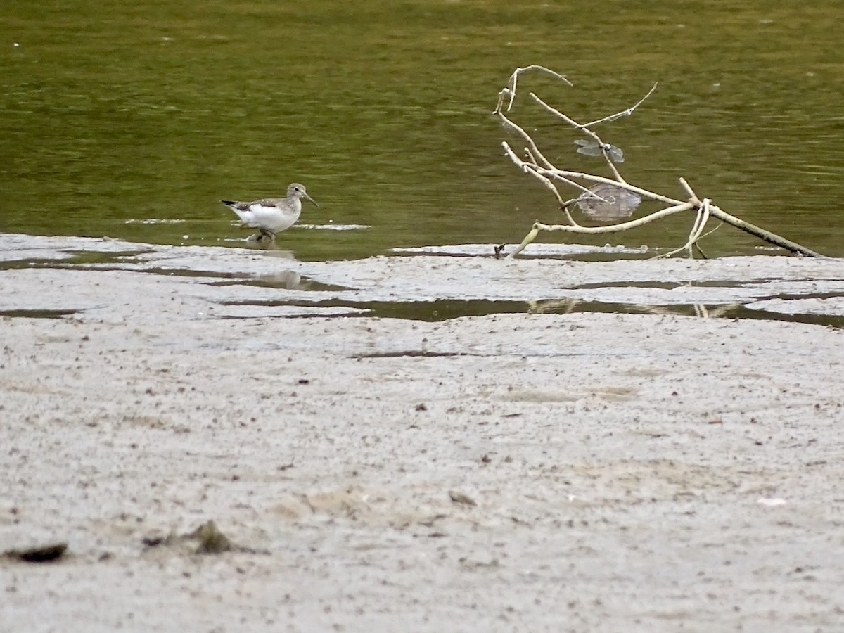 Einsiedelwasserläufer - ML371167601