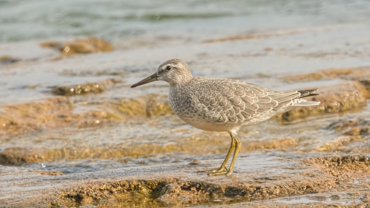 Red Knot - Lynda Goodridge