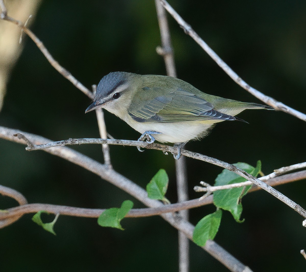 Red-eyed Vireo - ML371170221