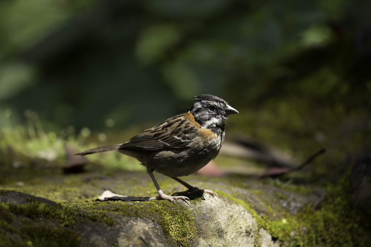 Rufous-collared Sparrow - Sergio Rivero Beneitez