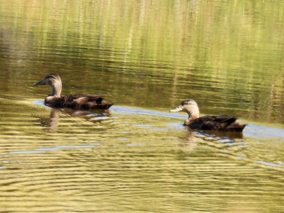 American Black Duck - ML371171061