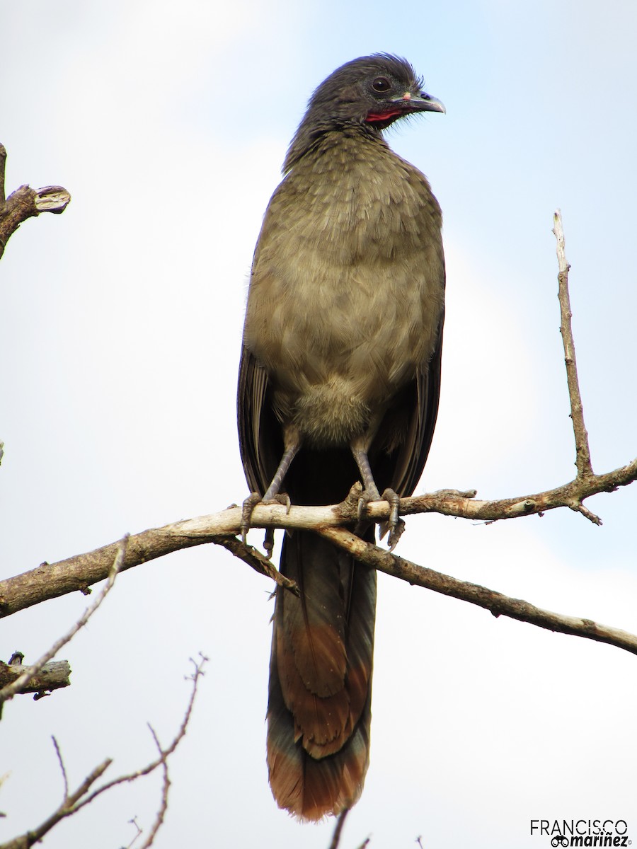 Chachalaca Culirroja - ML37117131